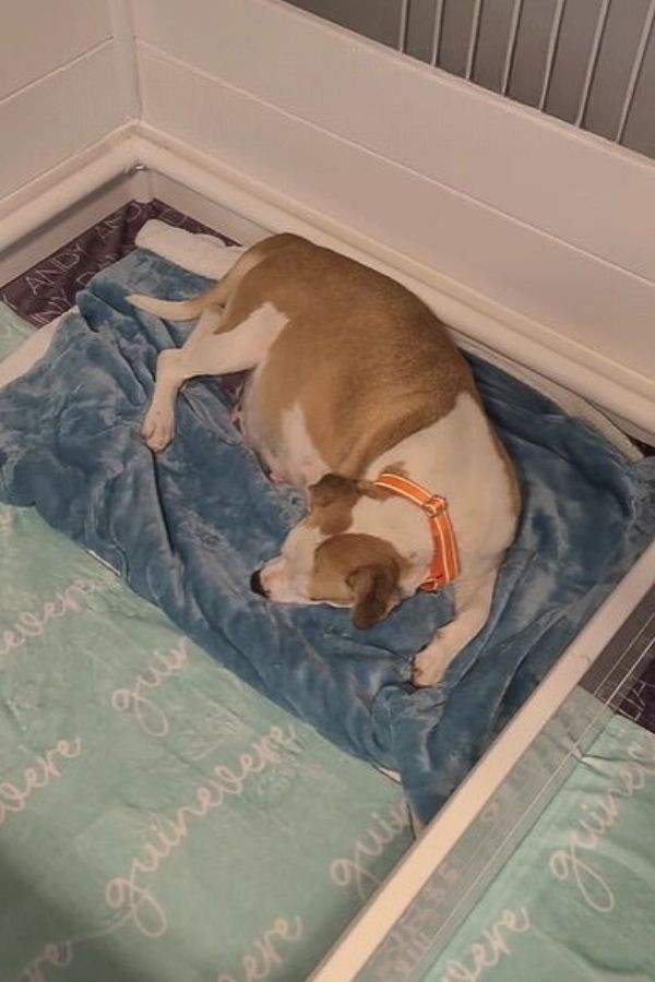Thirty Minutes From Goodbye, A Pregnant Shelter Dog Found Safety For Her 11 Babies - photo 2