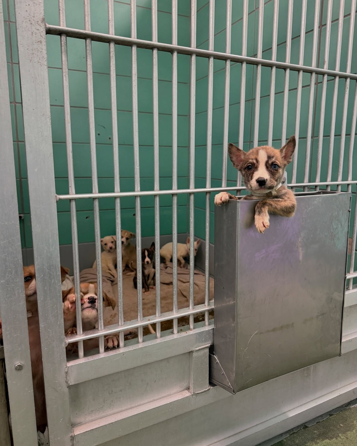 A 2.4-Pound Puppy Climbed Toward Hope—and Saved His Whole Family - photo 2