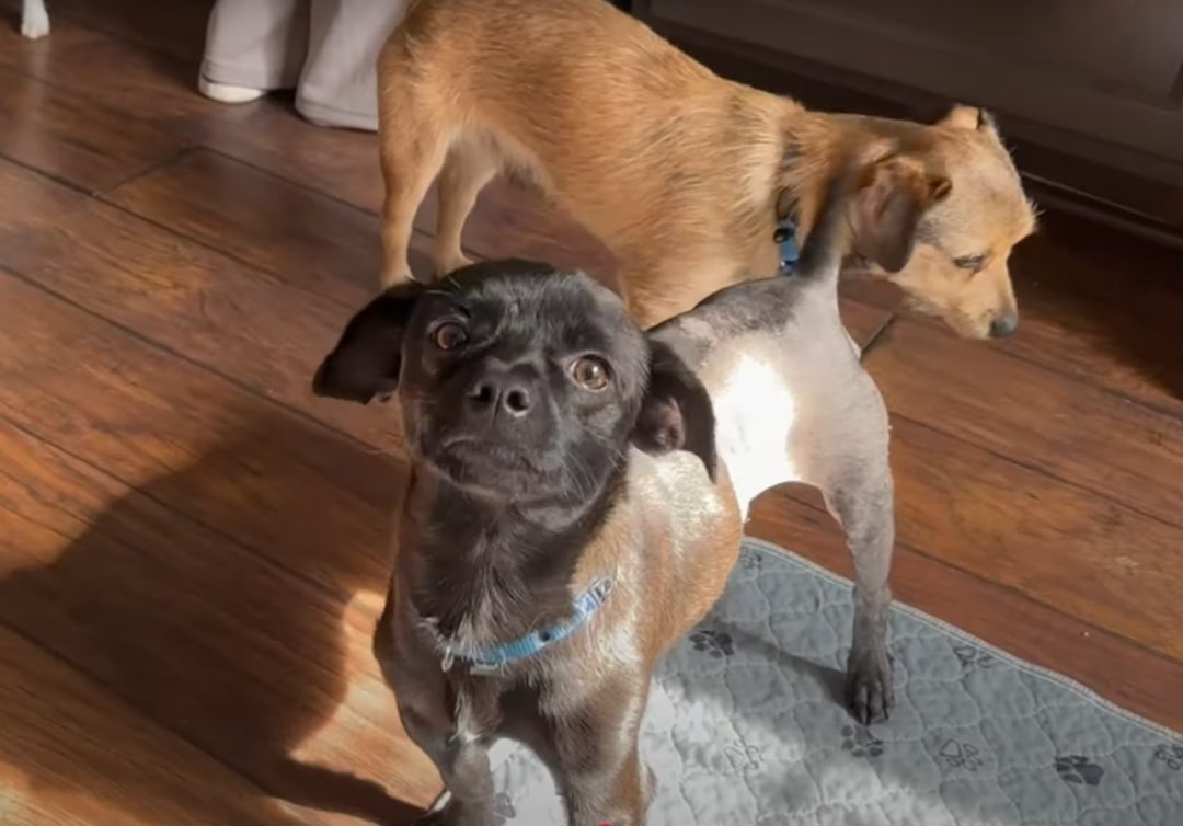 They Searched the Desert for One Dog, but Tiny Prince Needed Them Most - photo 2
