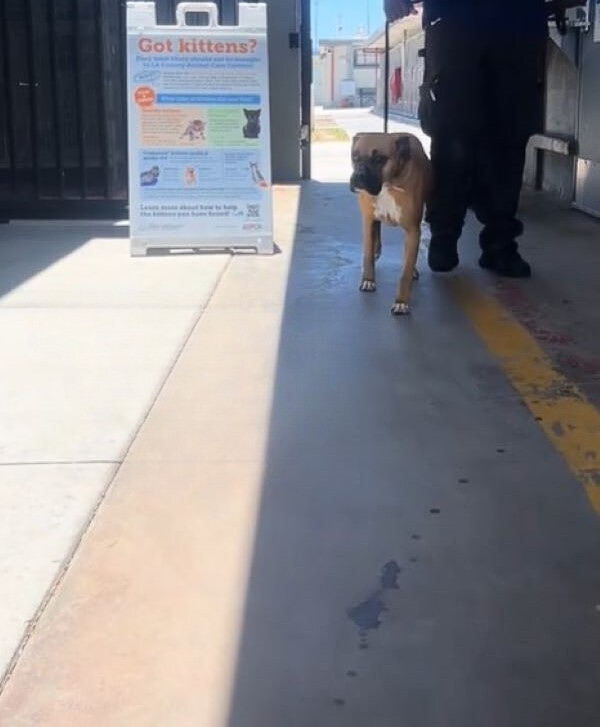 Ginger’s Last Day Out Became the First Day of Her New Life - photo 2