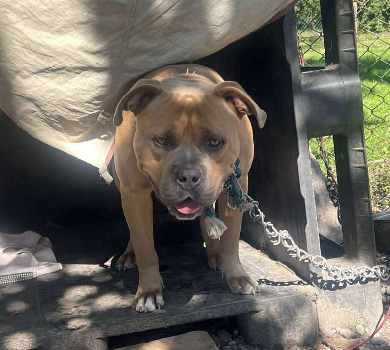Boyer Could Barely Reach His Shelter, Yet He Greeted His Rescuers With Kisses - photo 2