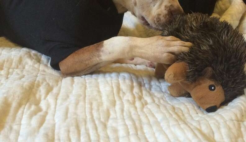 A Thin Little Dog Was Tied to a Brooklyn Fence—Then She Gave a Stranger a Kiss - photo 2