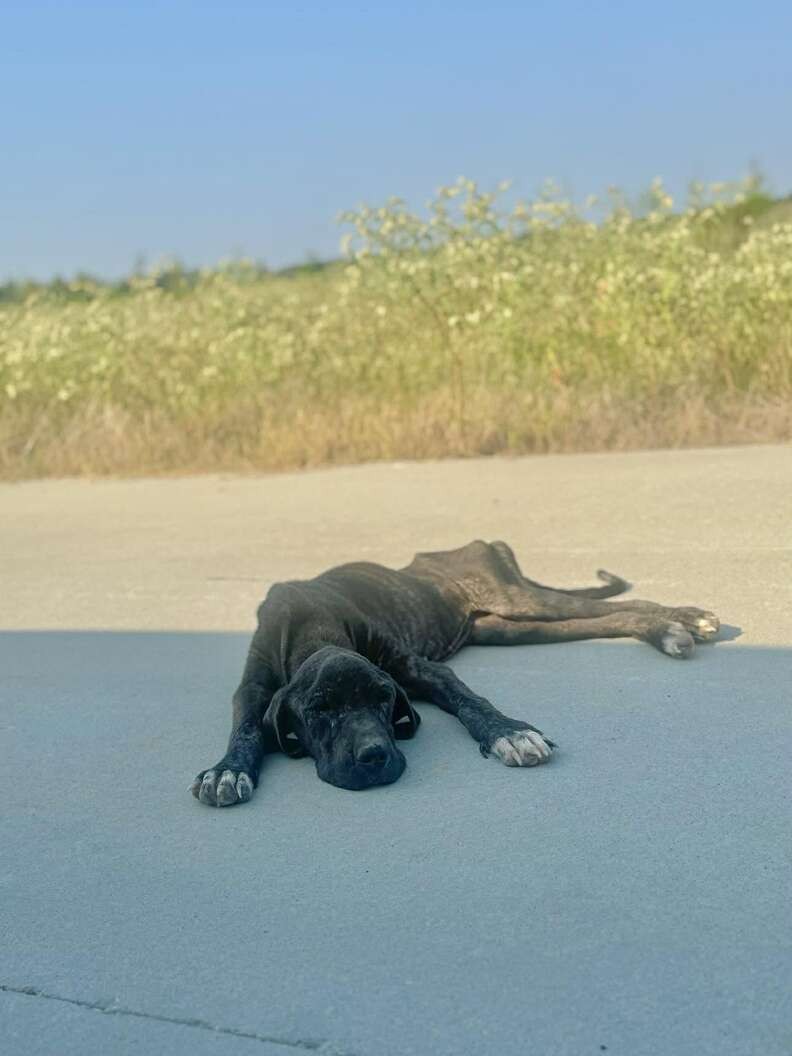 Too Weak to Walk, She Still Wagged Her Tail for the Woman Who Stopped - photo 2