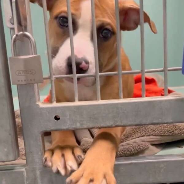 Barbie Reached Through Her Kennel Bars And Asked The World To Stay - photo 2