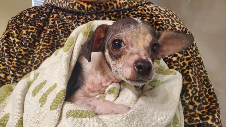 Sick Little Puppy Kept Waiting for Love, Then His Whole World Changed - photo 2