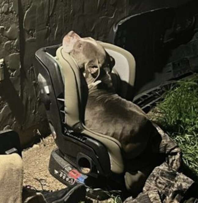 A Frightened Stray Chose a Child’s Car Seat on the Coldest Night - photo 2