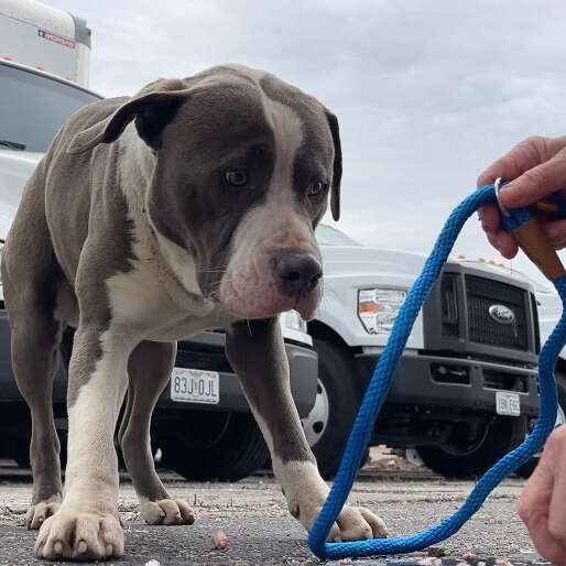 The Frightened Gray Dog Beneath a Truck Was Waiting for One Warm Lap - photo 2
