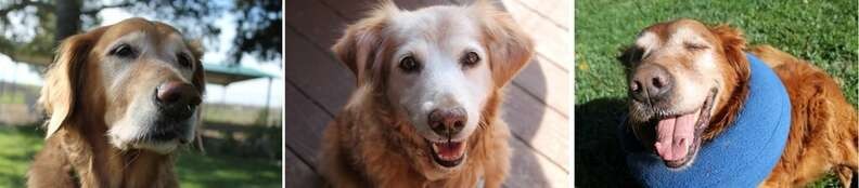 The Sweet Senior Dog Who Led Us Home - photo 2