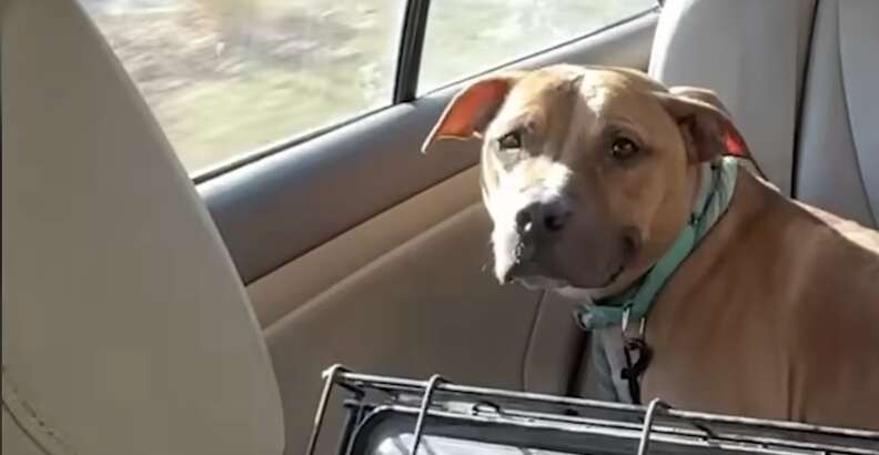The Dog Who Smiled Through His Pain Finally Found a Couch to Call Home - photo 2