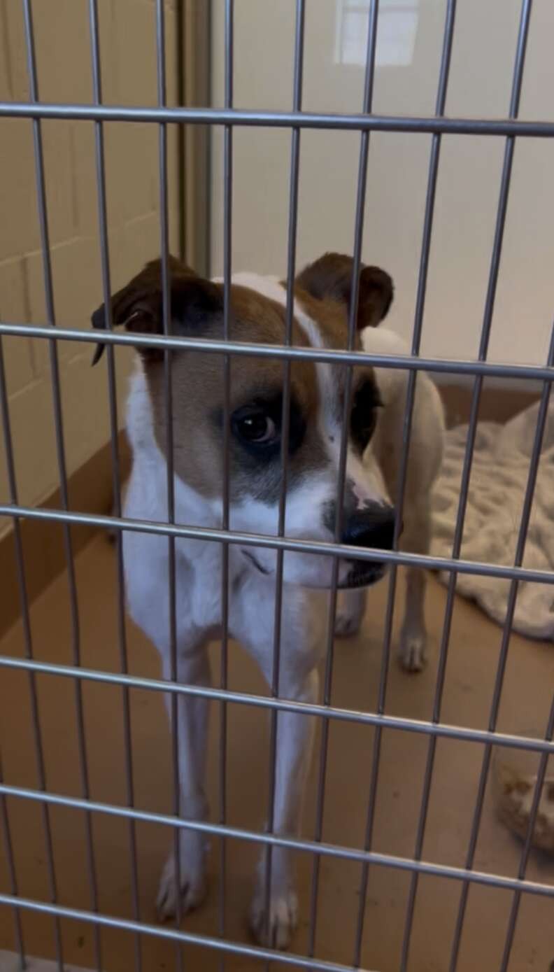 Tinkerbell Waited Six Long Hours by the Shelter Door—Then Love Finally Came Back - photo 2