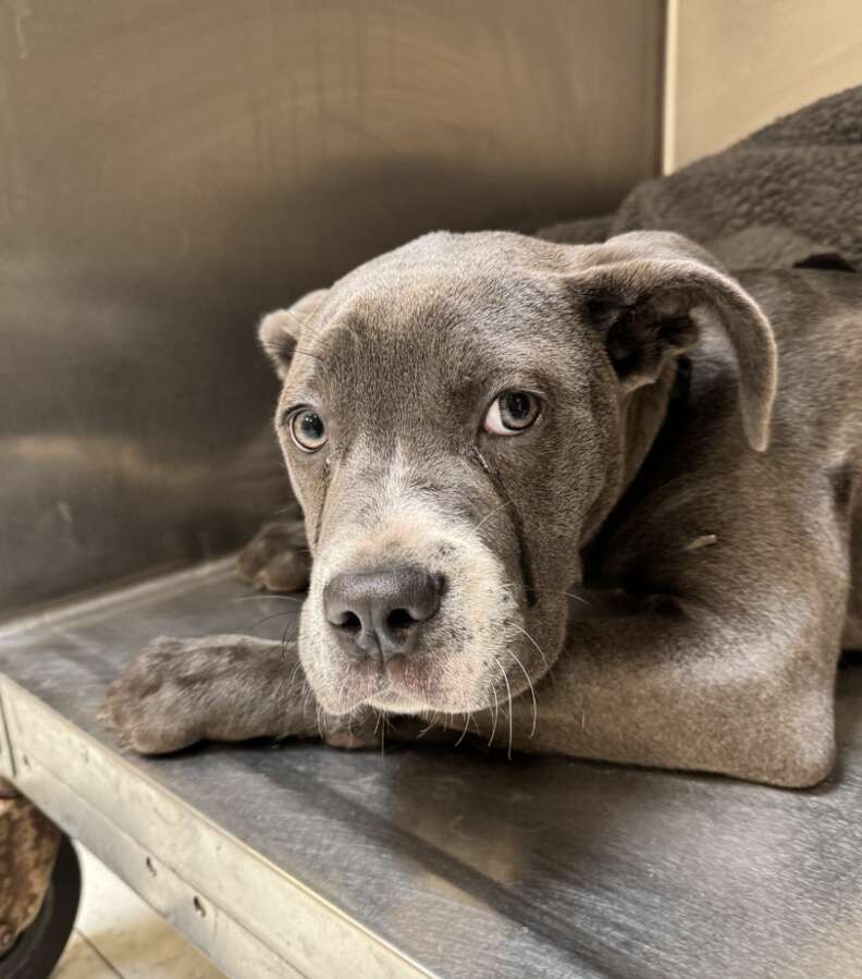 Abandoned Without Even a Name, Minerva Waited Outside the Shelter With Tears in Her Eyes - photo 2