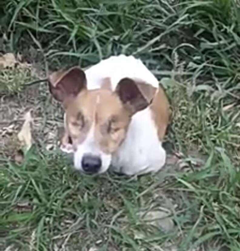 Blind and Abandoned, Three Waited by a Fence Until Someone Came to Save Her - photo 2