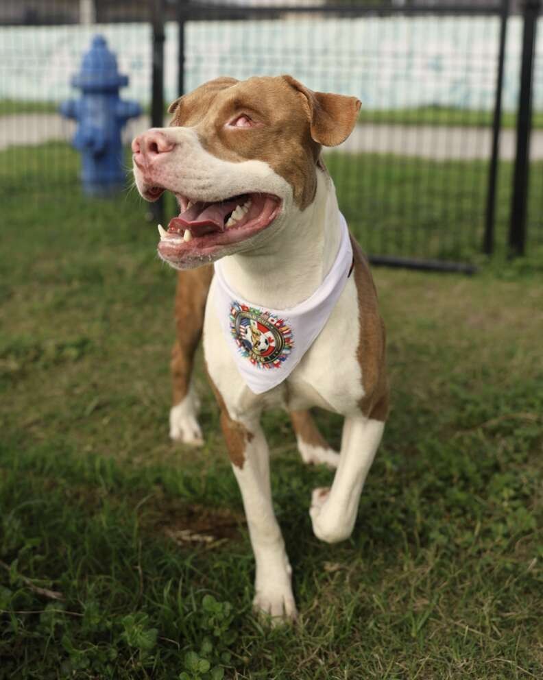 Blind Dog Walks Into a Dollar Store Alone — And Finds the Way Home - photo 2