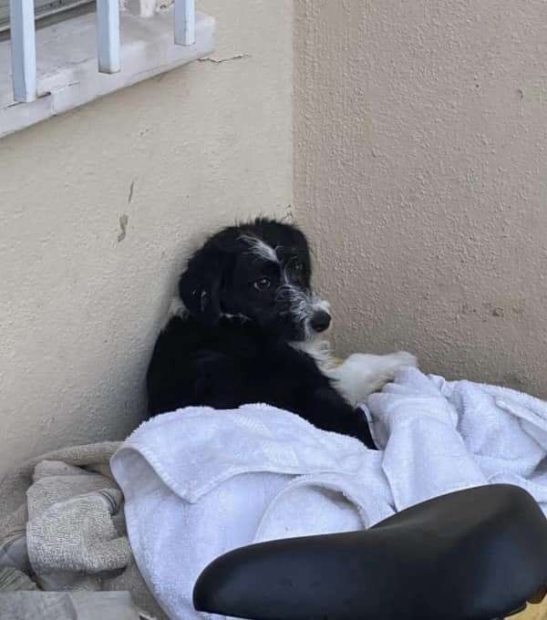 The Frightened Puppy Who Chose an 8-Year-Old Girl to Trust - photo 2