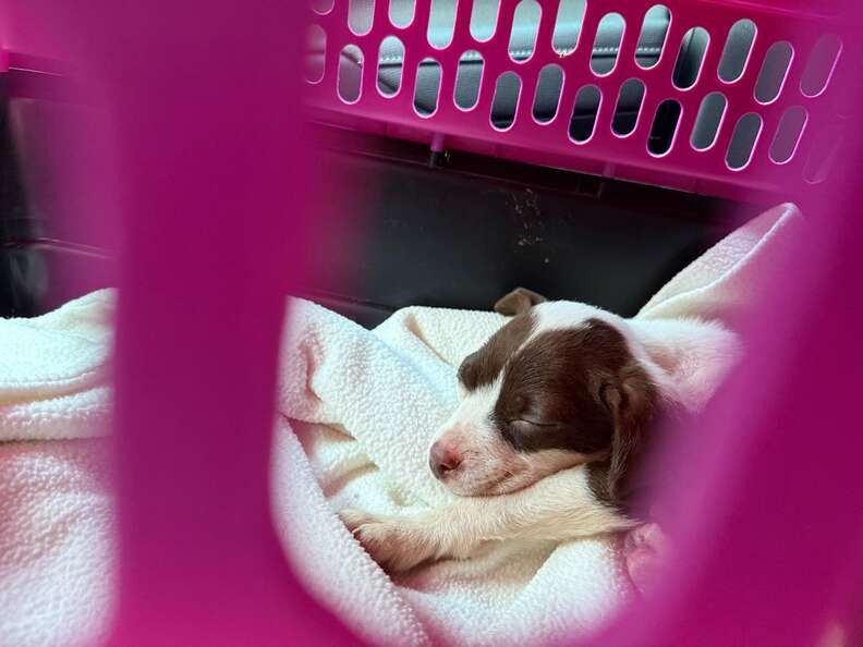 A Tiny Puppy Ate Trash to Survive, Until Love Gave Him a Home - photo 2