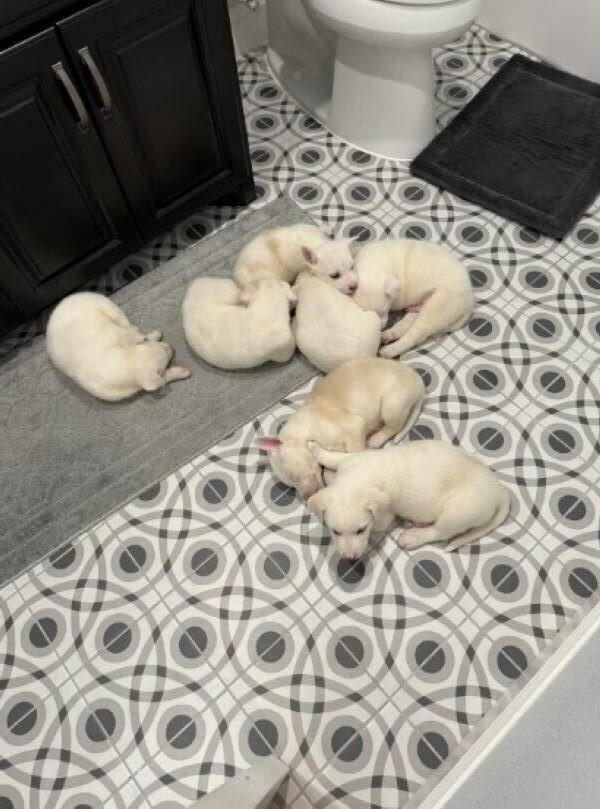 Seven Silent Puppies Were Left in the Cold—Then One Woman Looked Inside Their Crate - photo 2