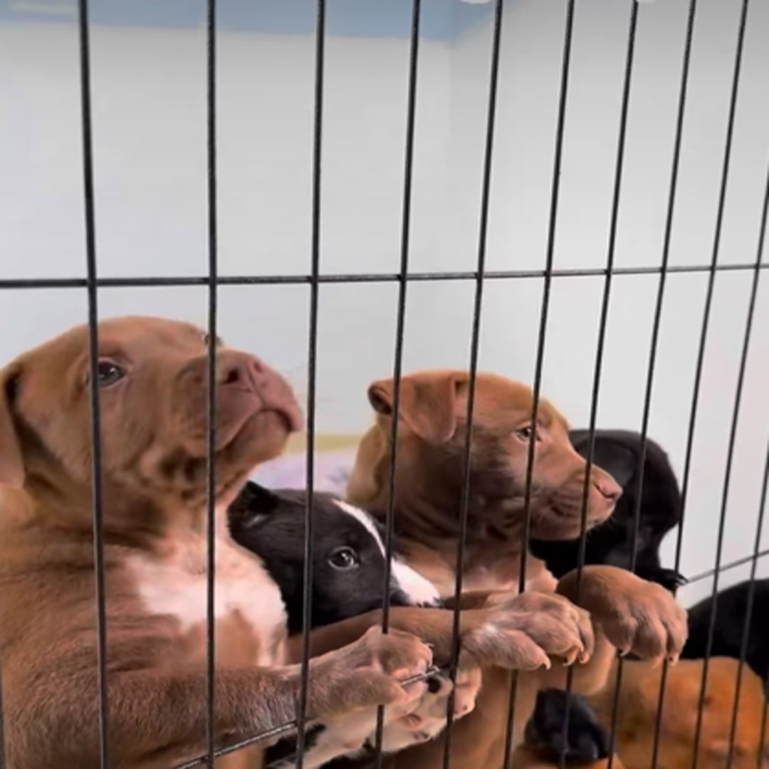 A Frightened Young Mama Led Her Rescuer to Nine Tiny Lives Hidden in the Dark - photo 2