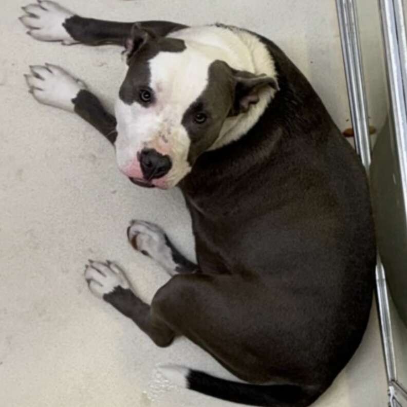 Homer Faced The Wall After Losing His Home, Then Love Found Him Again - photo 2