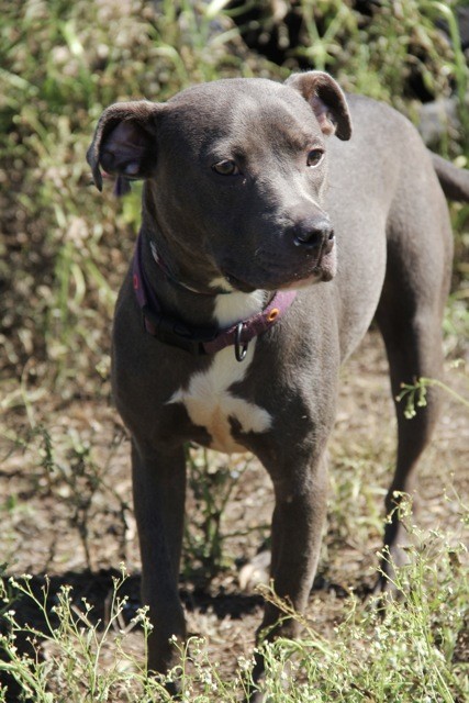 After 11 Years of Watching Other Dogs Go Home, Lucia Finally Heard the Words Meant for Her - photo 2
