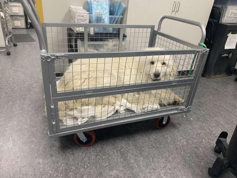 Doug Was Terrified of Indoor Floors, So His Shelter Gave Him a Special Ride - photo 2