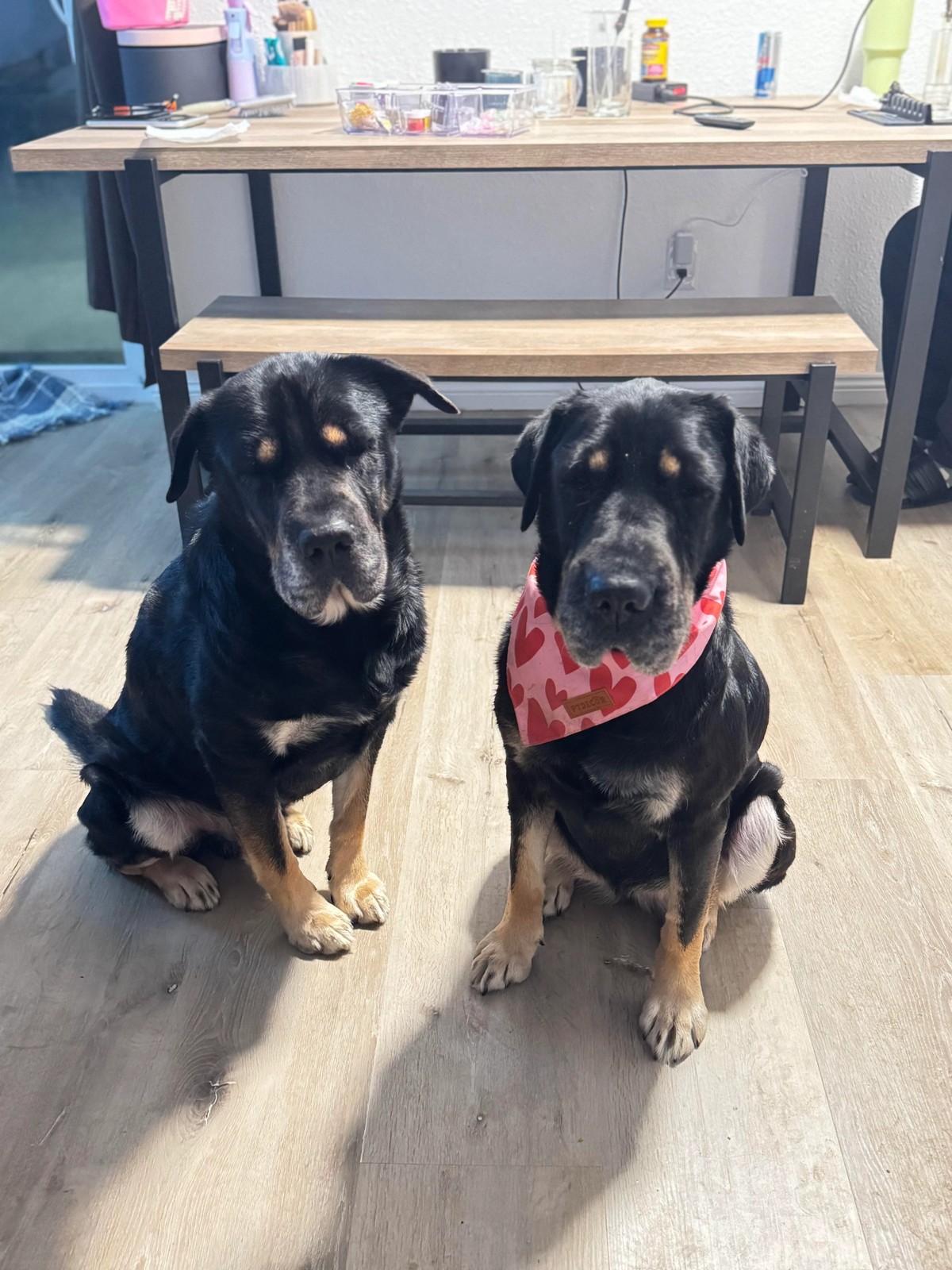 The Shelter Dog Who Looked Like Buddy Turned Out to Be His Long-Lost Sister - photo 1