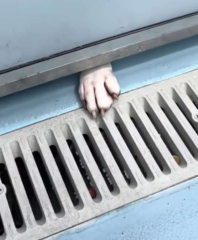 Ellie Reaches One Small Paw Beneath Her Kennel Door, Hoping Love Will Reach Back - photo 2