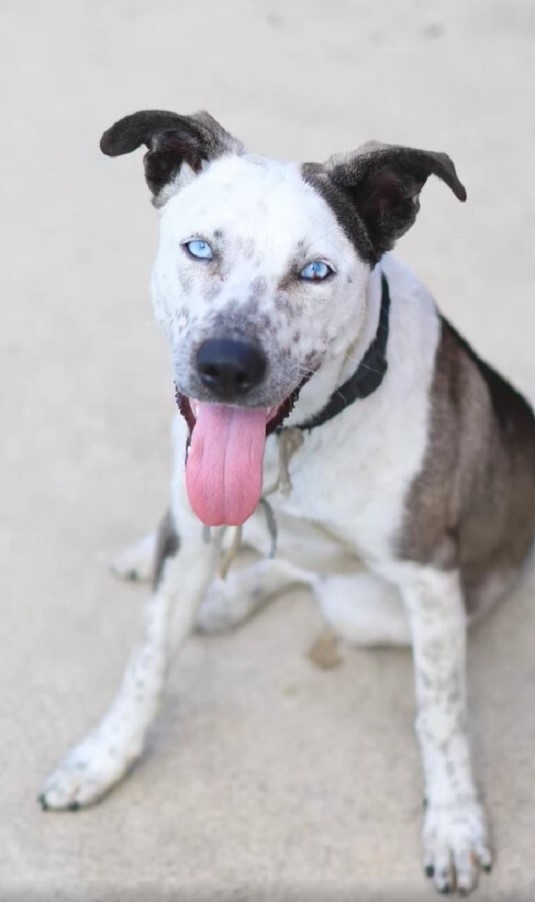 Frightened Dog With A Sweatshirt Around Her Neck Finds The Gentle Hands She Needed - photo 3