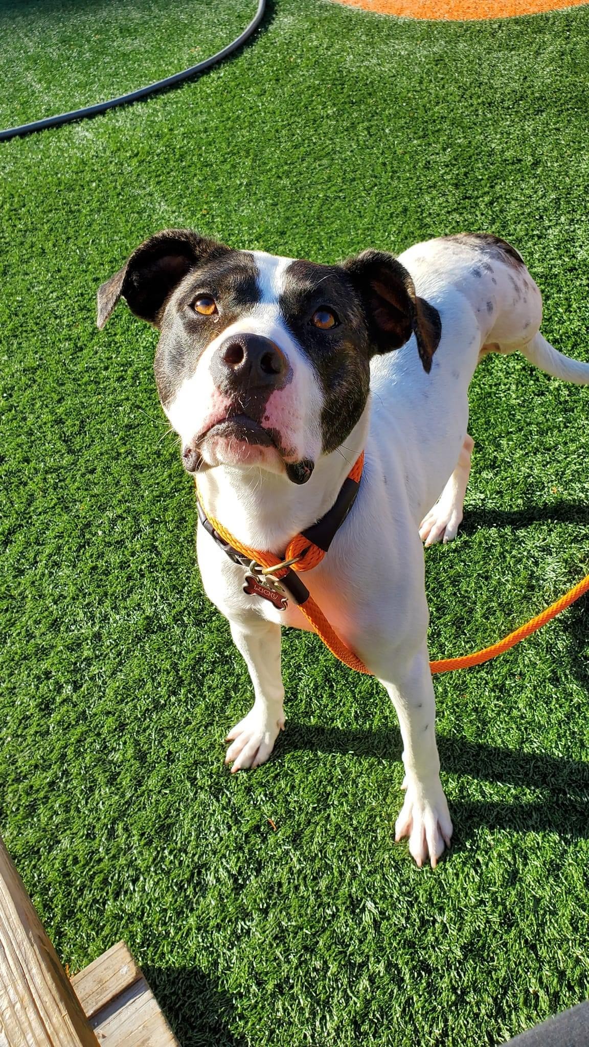 Behind a St. Louis Dumpster, Louis Was Waiting for Kindness to Find Her - photo 3