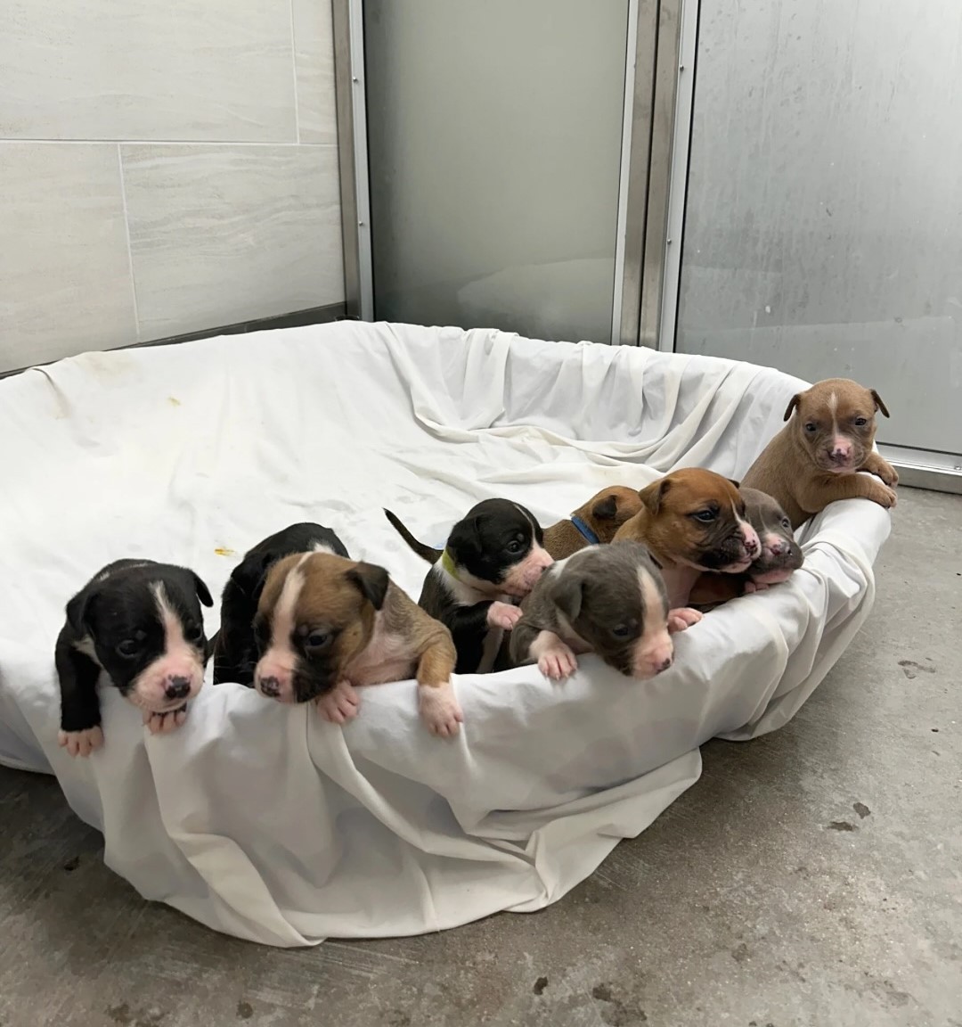 A Mother Dog’s Spotted Coat Caught Their Eyes, but Her Puppies Made Them Hurry - photo 3