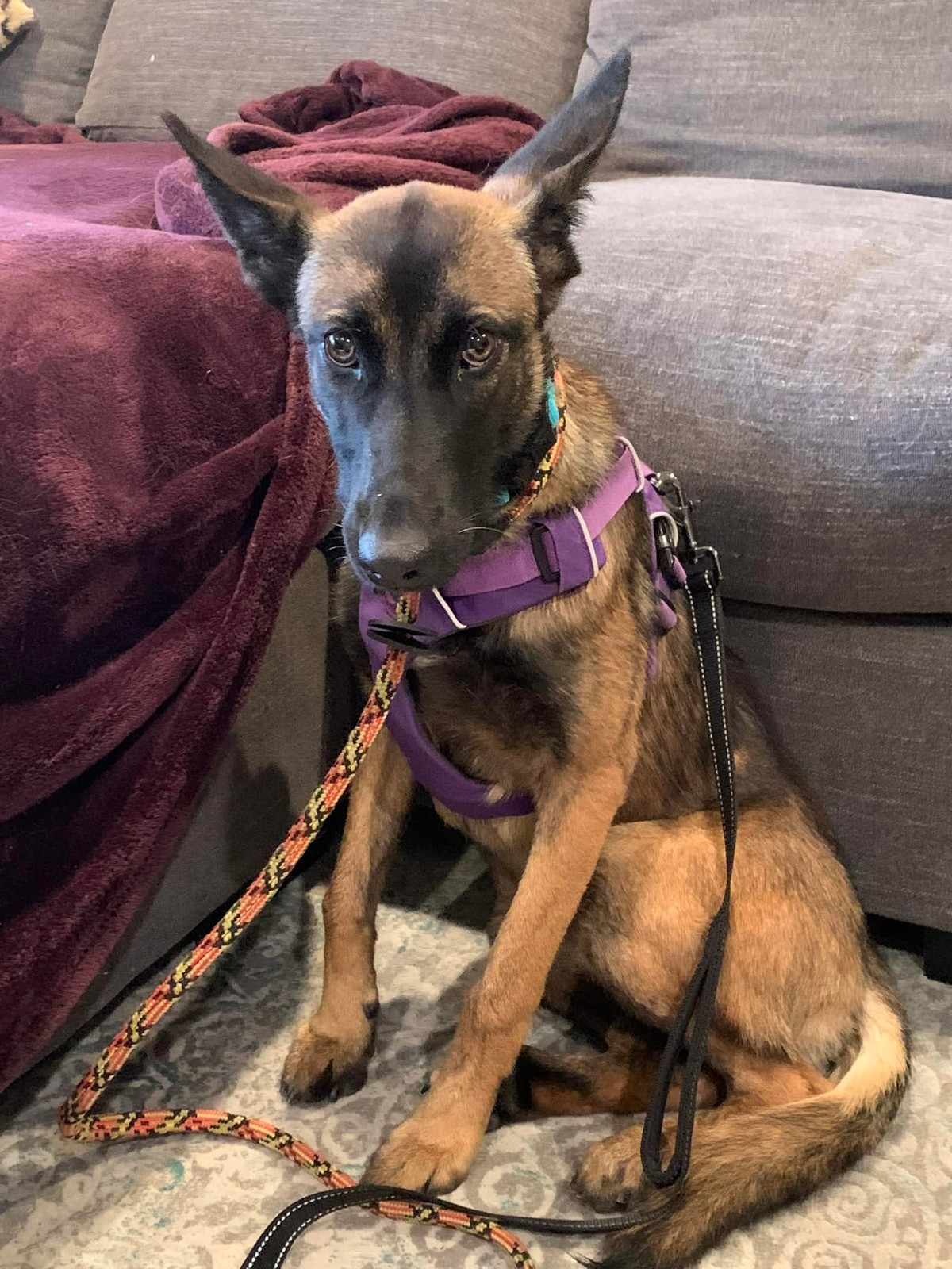 For Three Days, She Mistook a Frightened Puppy for a Coyote on the Hill - photo 3