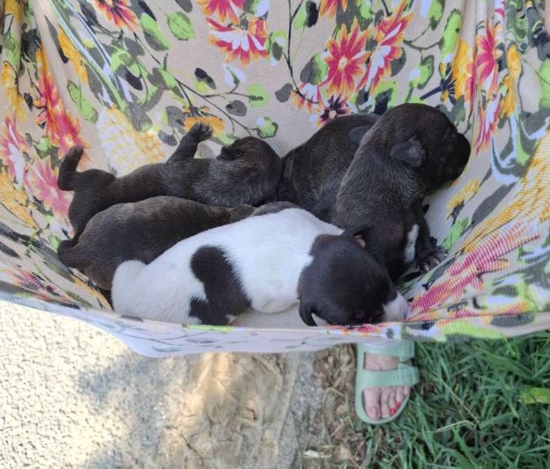 The Mama Dog In The Ditch Was Exhausted, But She Never Stopped Protecting Her Babies - photo 3