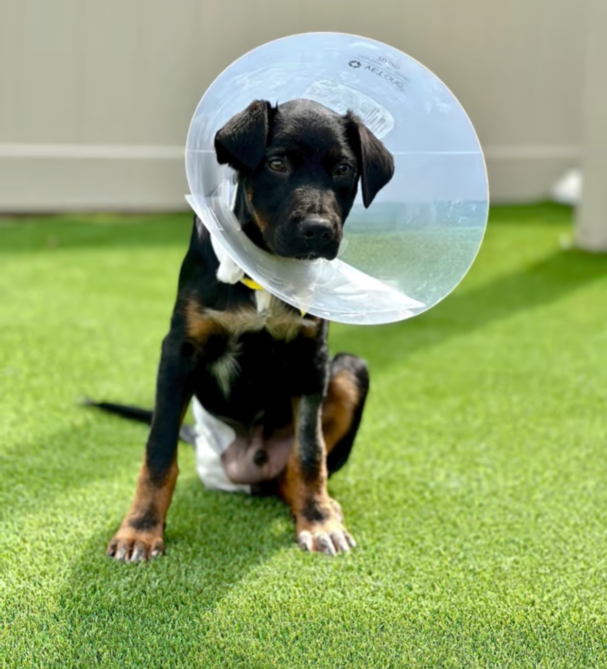 A 12-Week-Old Puppy Was Out Of Options, Until One Nurse Saw The Life Still Waiting For Him - photo 3