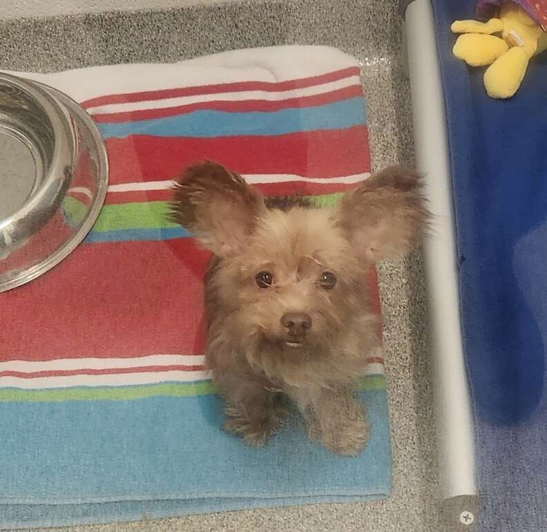 Tiny Barks From a Dark Road Led an Officer to Suzie in a Beer Box - photo 3