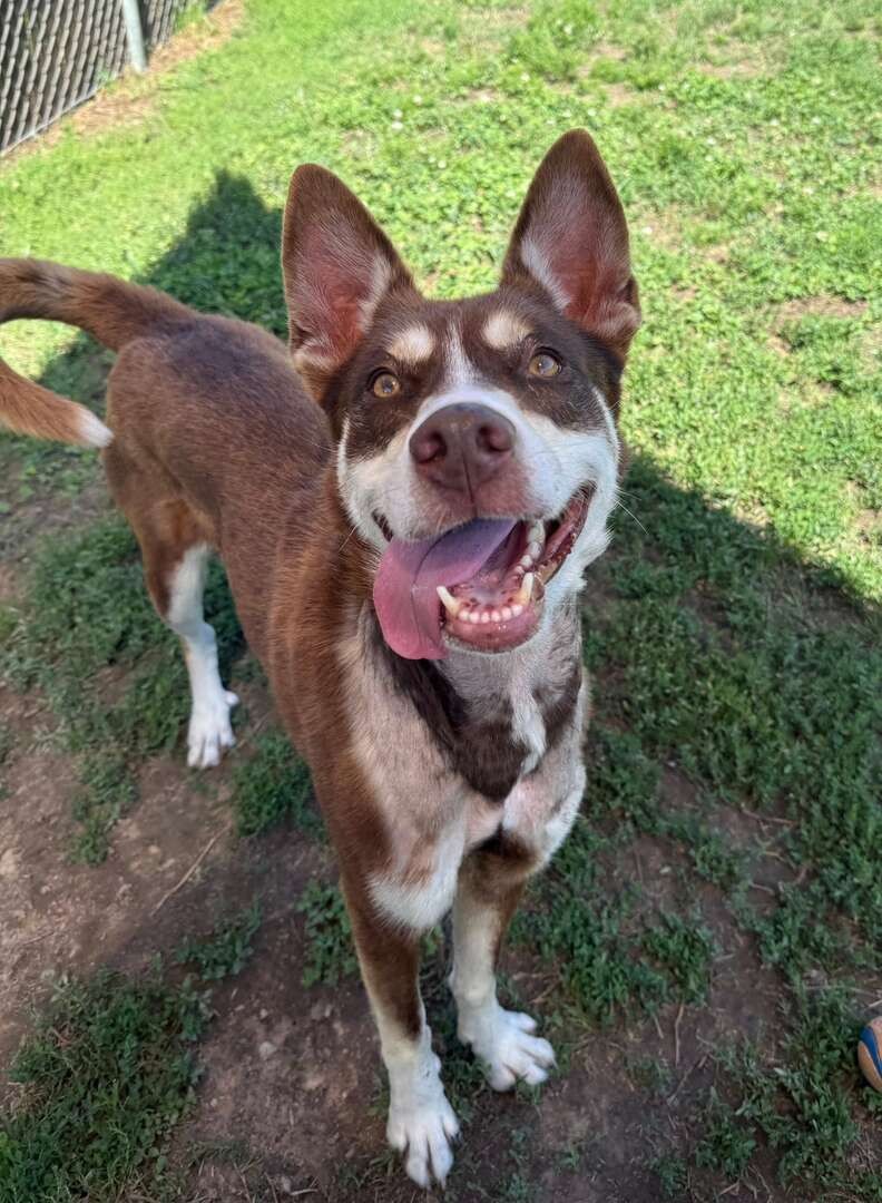 Maya Escaped Her Kennel, but Her Joyful Heart Was the Real Surprise - photo 3