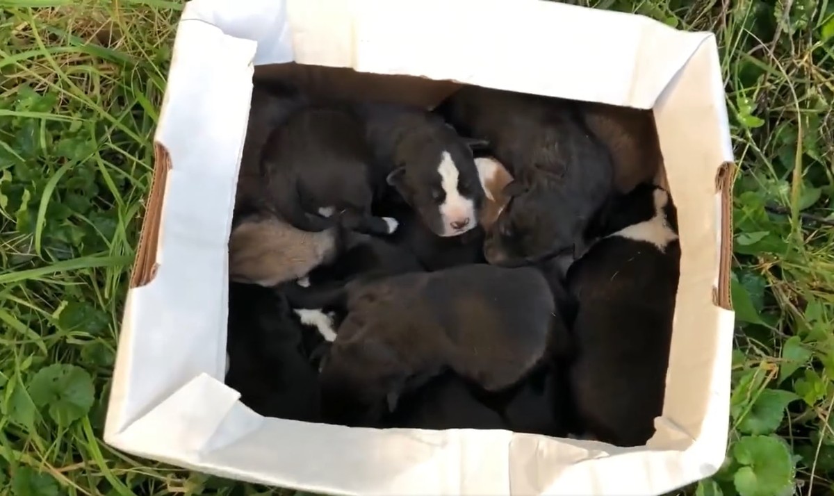 Ten Soft Whimpers Were Waiting Under the House - photo 3