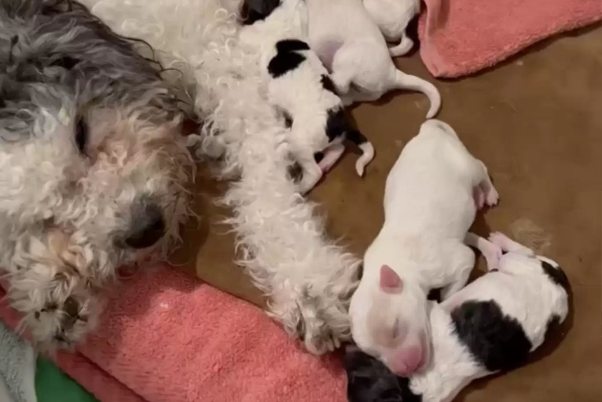 She Crossed the Street for One Scruffy Dog and Found Eight Hearts Waiting - photo 3