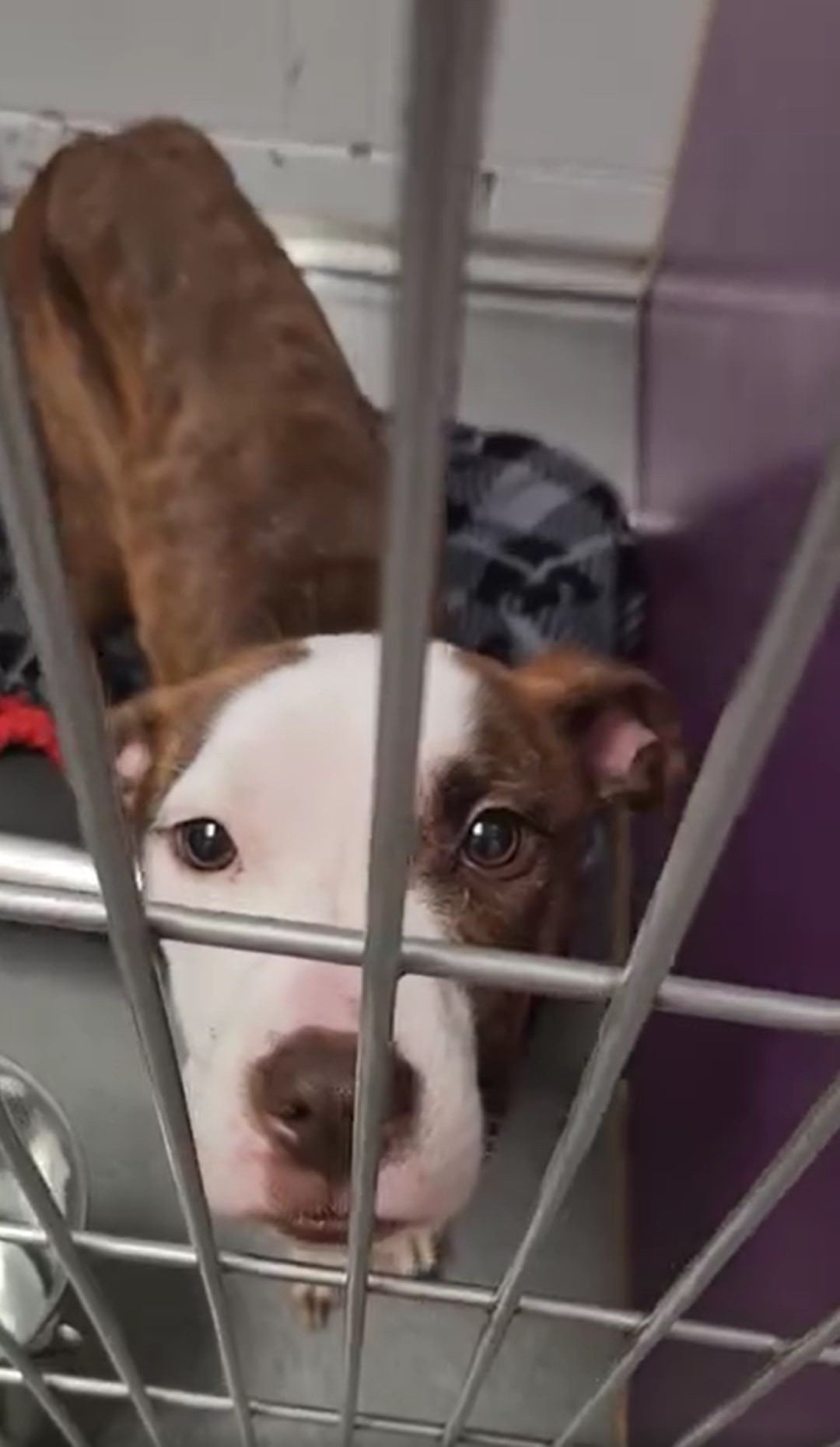 Toffee Held Her Sister Close in the Dark Until Kind Hands Finally Found Them - photo 3