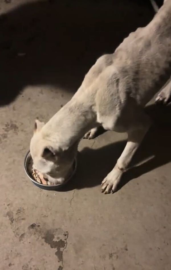 Dojo Was Too Tired To Stand, Until Love Found Him Under A Sign - photo 3