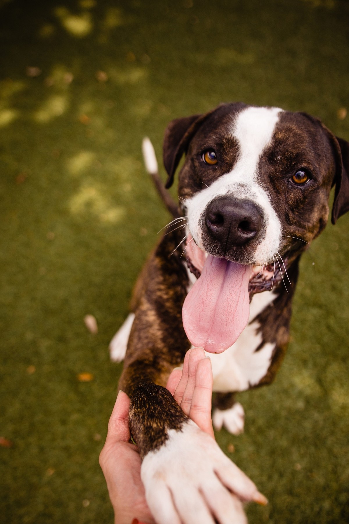 The Big Shelter Dog Who Never Stopped Asking to Be Seen - photo 3
