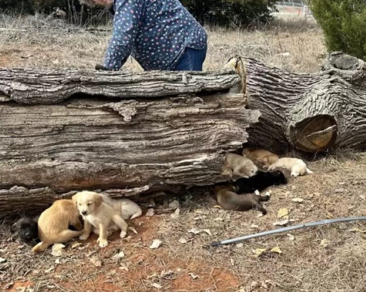 She Did Not Come for Herself. She Came for Sixteen Hidden Puppies. - photo 3