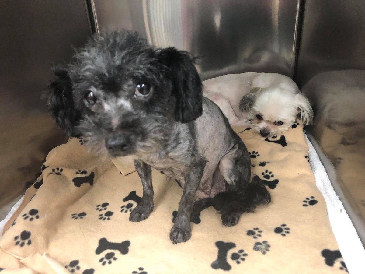 Three Little Dogs Hid in a Tire Until Kindness Stopped - photo 3