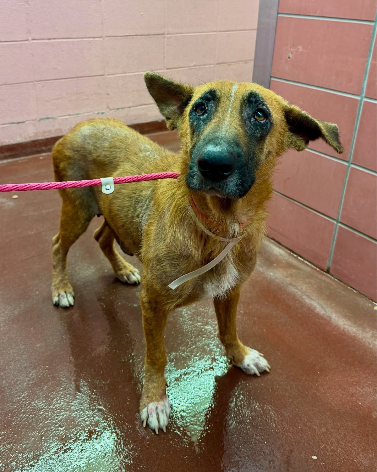 The Texas Puppy Who Reached One Small Paw Through the Bars for Her Mama - photo 3