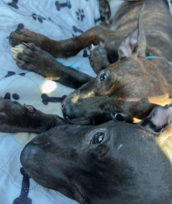 Two Puppy Brothers Reached Through the Bars Before Hope Ran Out - photo 3
