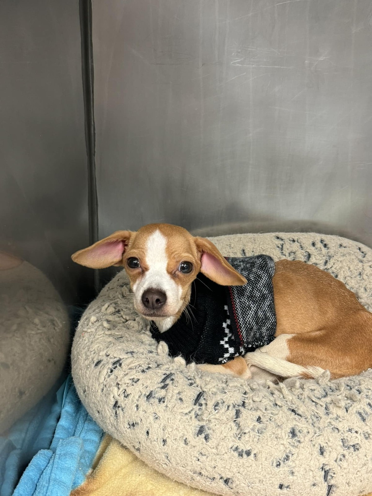 Tiny Puppy Dragged Herself Down a Bronx Hallway, Hoping Someone Would See Her - photo 3