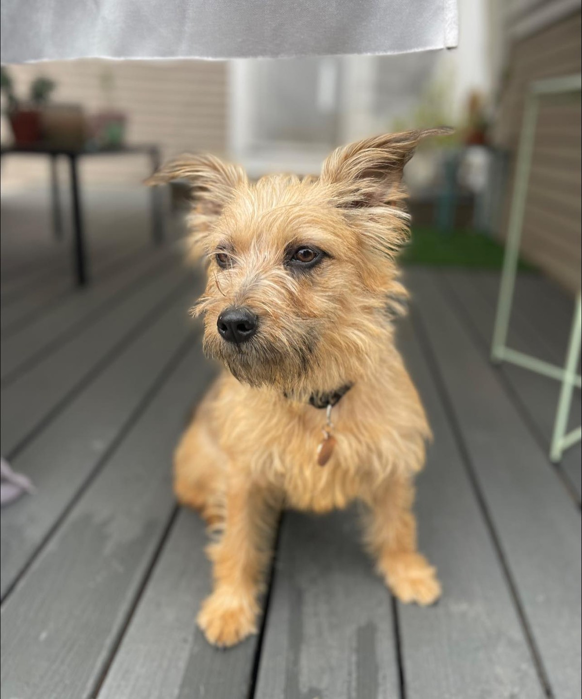 A Tiny Dog Waited at Her Gate, Hoping One Kind Heart Would Hear Her - photo 3