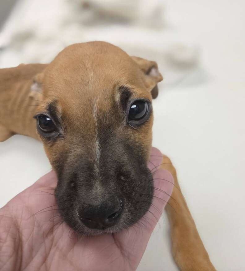 Strange Sounds From a Dumpster Led One Woman to a Tiny Puppy Fighting to Live - photo 3