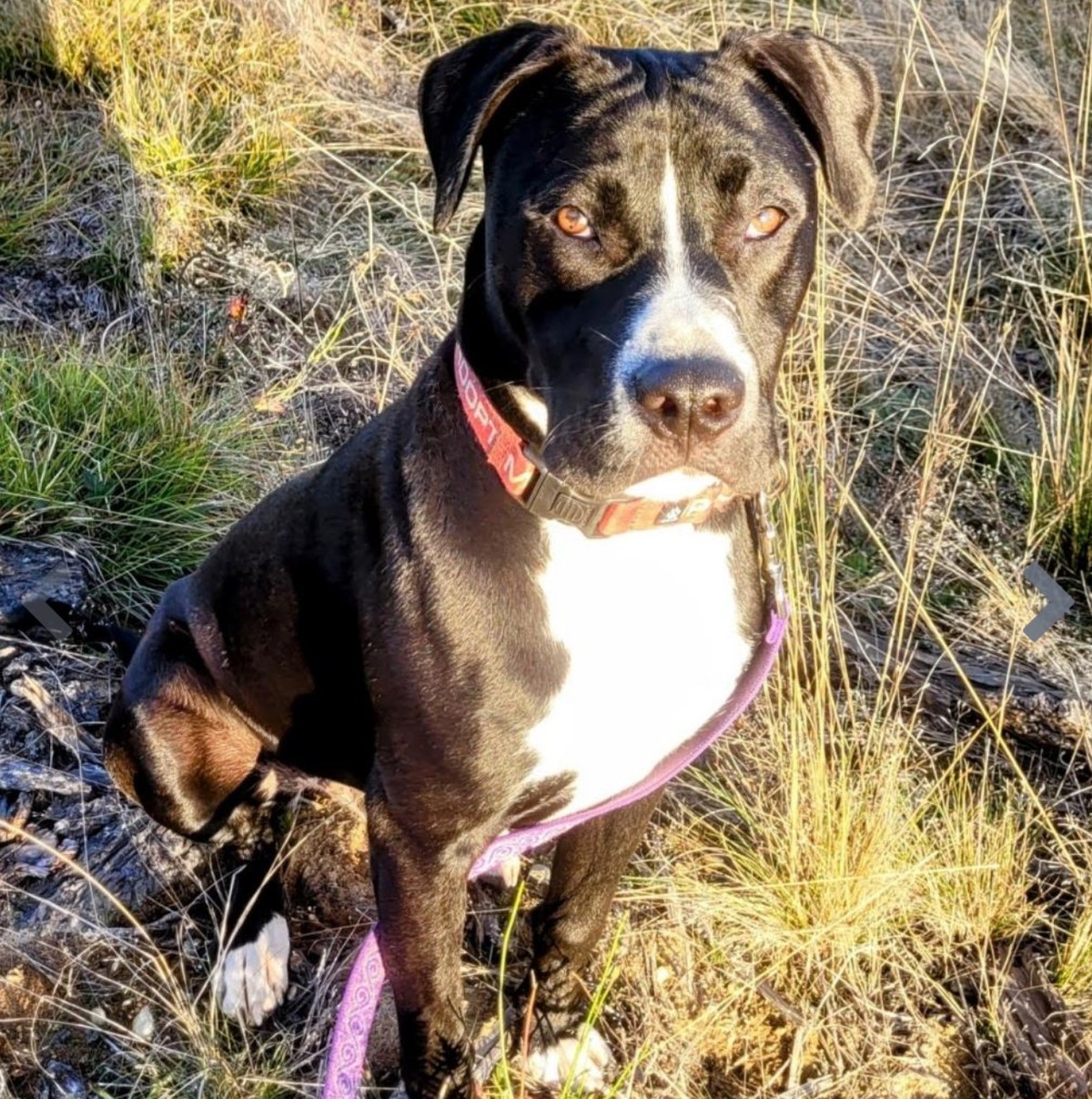 Six Dogs Waited in a Forgotten Yard Until One Woman Refused to Look Away - photo 3
