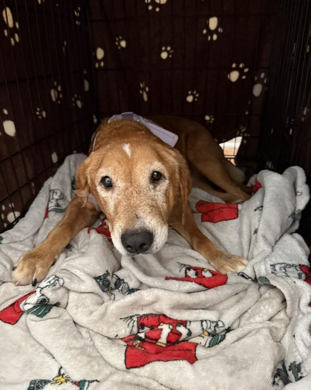 At 12 Years Old, Lenore Finally Learned That Gentle Hands Could Be Safe - photo 3