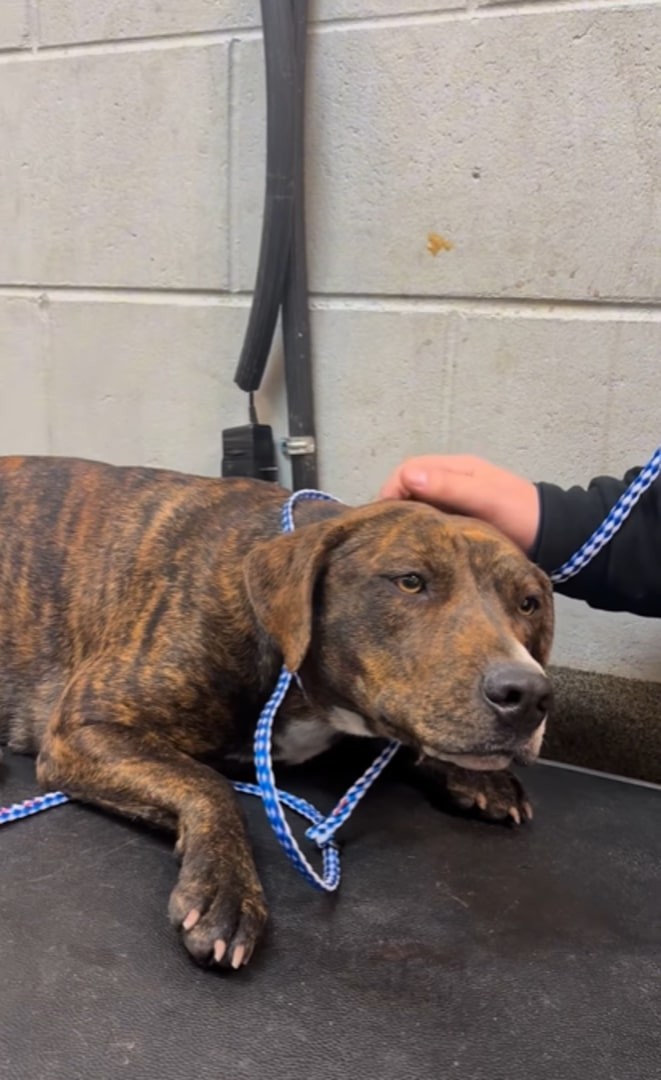 Myrtle Clung To A Bridge Ledge For 12 Hours, Waiting For Gentle Hands To Bring Her Home - photo 3