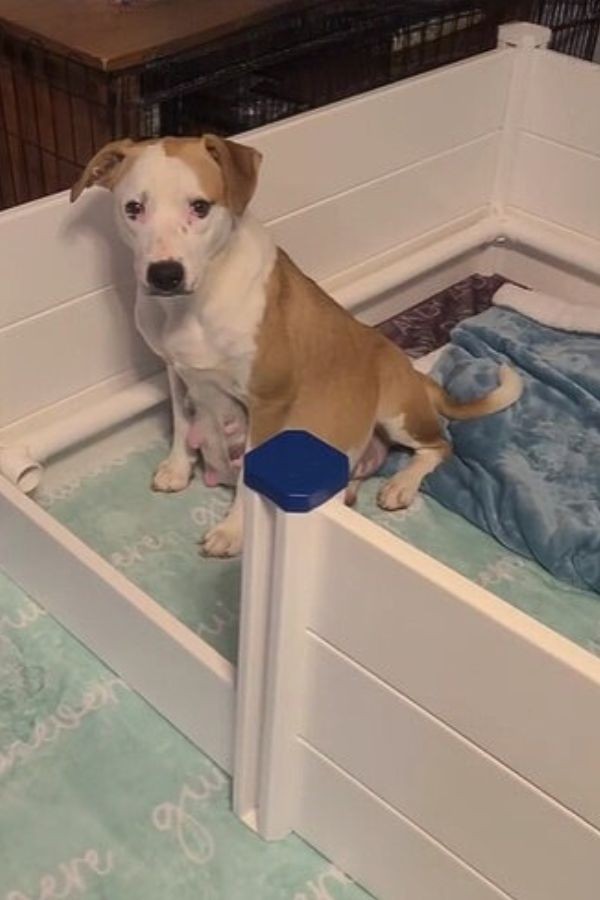Thirty Minutes From Goodbye, A Pregnant Shelter Dog Found Safety For Her 11 Babies - photo 3